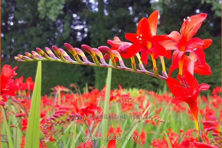 Crocosmia x crocosmiiflora 'Lucifer'