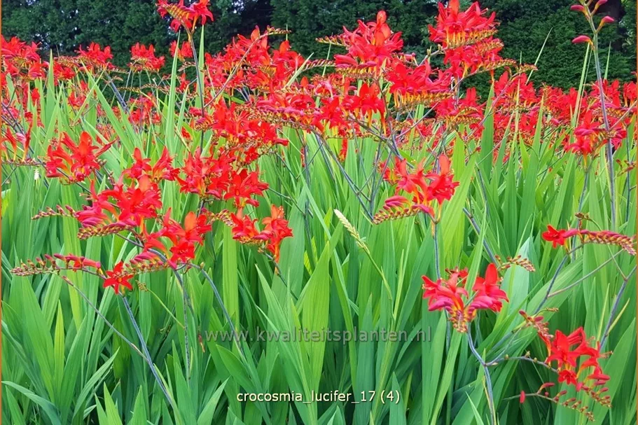 Crocosmia x crocosmiiflora 'Lucifer'