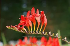 Crocosmia x crocosmiiflora 'Lucifer'