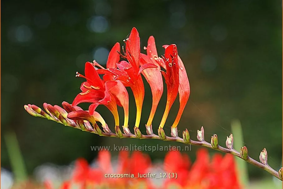 Crocosmia x crocosmiiflora 'Lucifer'