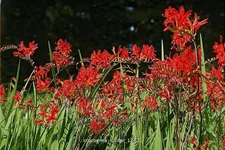 Crocosmia x crocosmiiflora 'Lucifer'