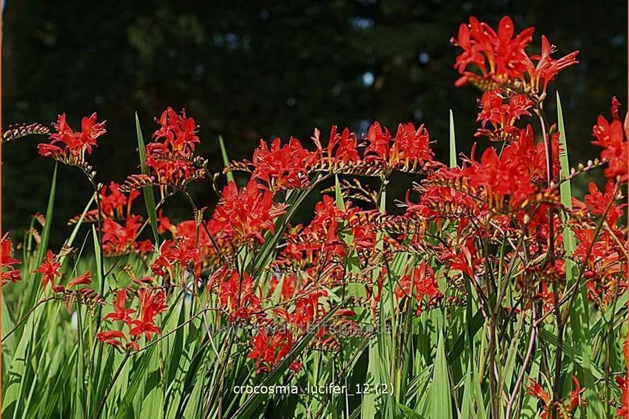 Crocosmia x crocosmiiflora 'Lucifer'
