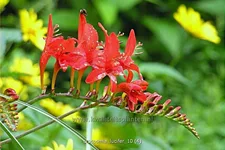 Crocosmia x crocosmiiflora 'Lucifer'