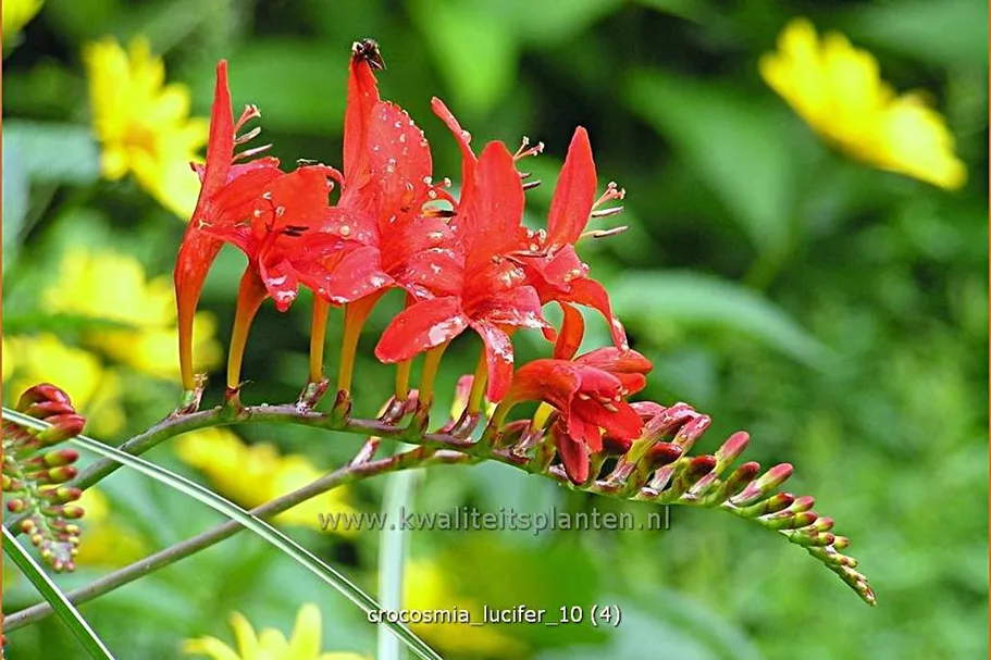 Crocosmia x crocosmiiflora 'Lucifer'
