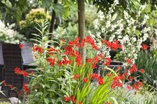 Crocosmia x crocosmiiflora 'Lucifer'