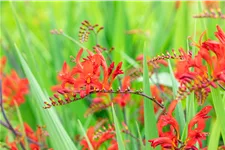 Crocosmia x crocosmiiflora 'Lucifer'
