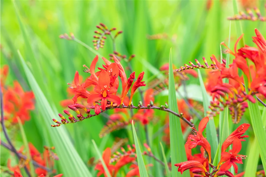 Crocosmia x crocosmiiflora 'Lucifer'