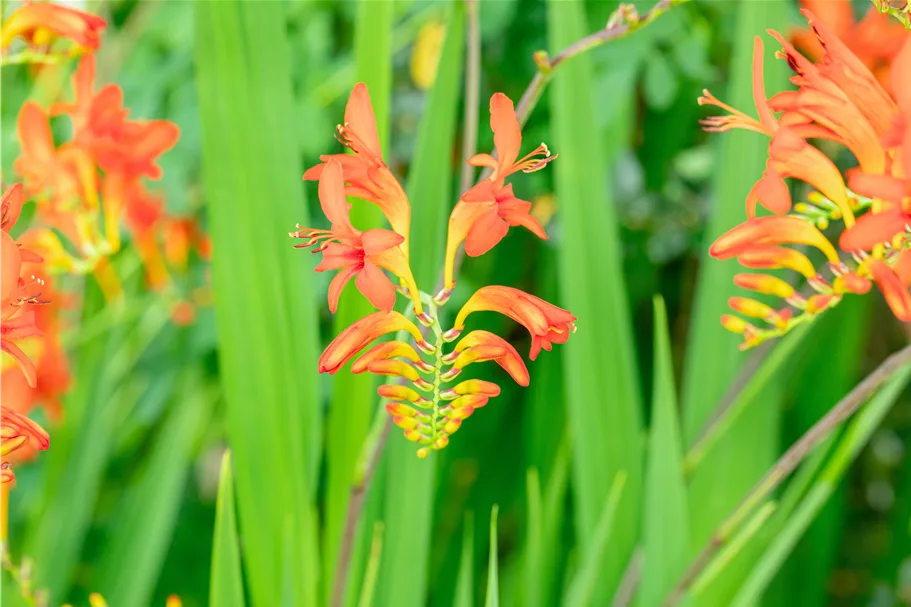 Crocosmia x crocosmiiflora 'Lucifer'