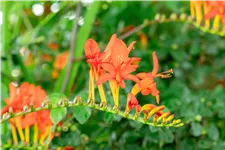 Crocosmia x crocosmiiflora 'Lucifer'
