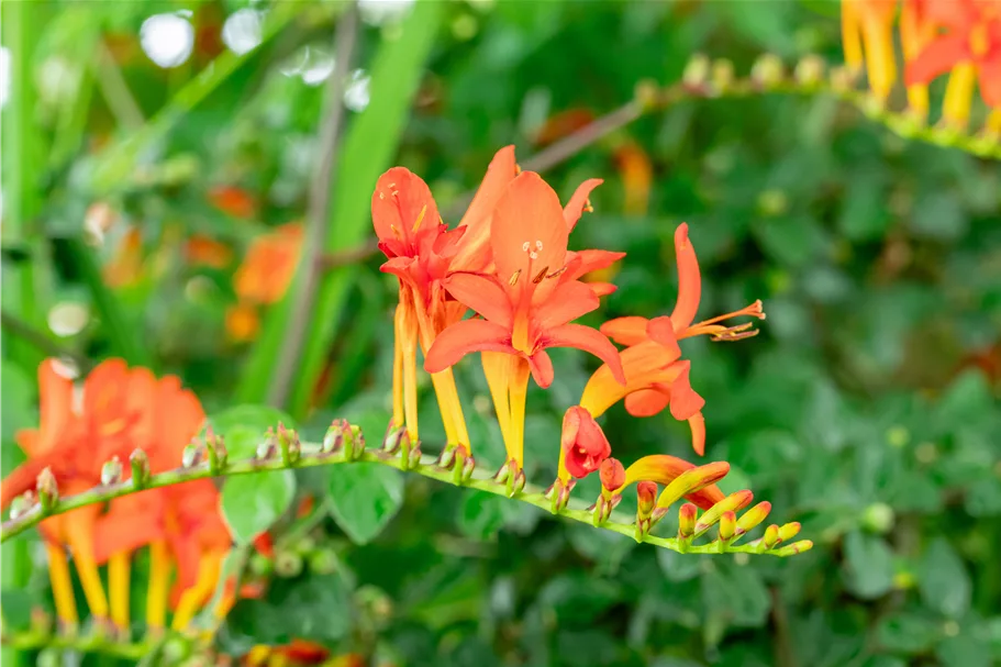Crocosmia x crocosmiiflora 'Lucifer'
