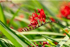 Crocosmia x crocosmiiflora 'Lucifer'