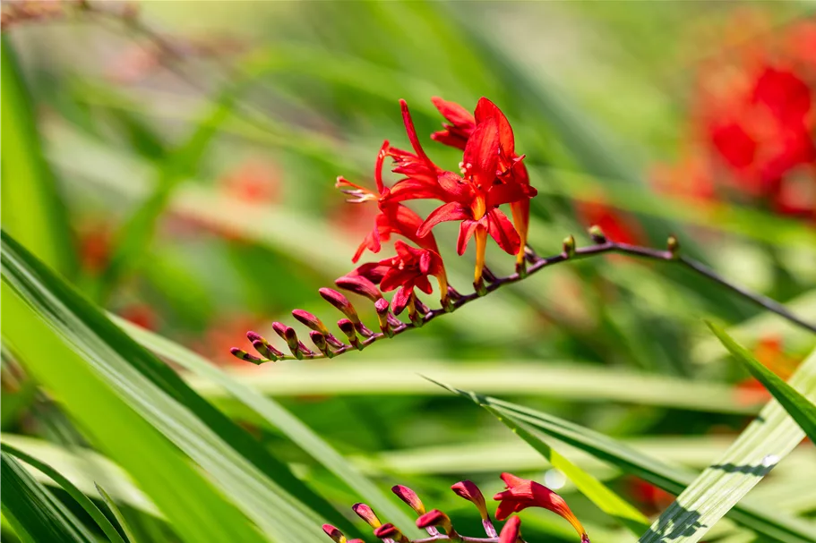 Crocosmia x crocosmiiflora 'Lucifer'