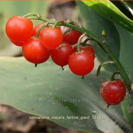 Convallaria majalis 'Fortins Giant'
