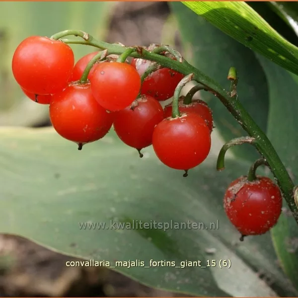 Convallaria majalis 'Fortins Giant'