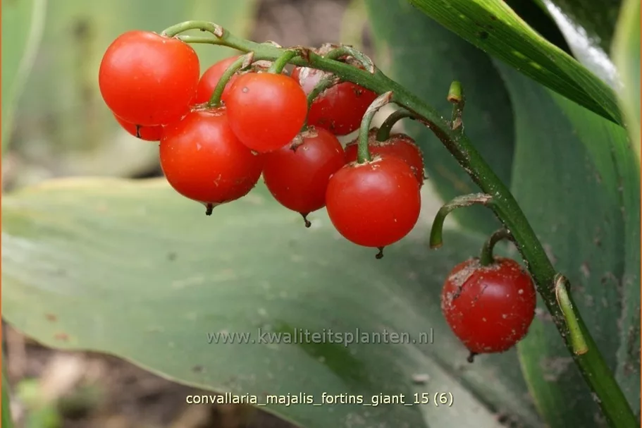 Convallaria majalis 'Fortins Giant' Staude im 9x9 cm Vierecktopf