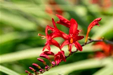 Crocosmia x crocosmiiflora 'Lucifer'