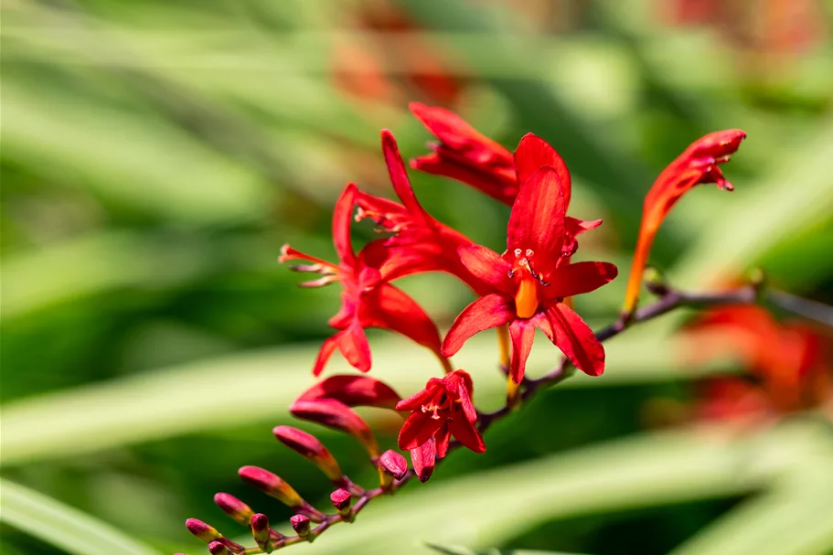 Crocosmia x crocosmiiflora 'Lucifer'