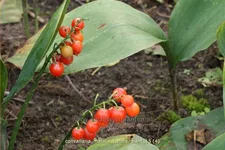 Convallaria majalis 'Fortins Giant' Staude im 9x9 cm Vierecktopf