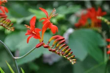 Crocosmia x crocosmiiflora 'Lucifer'