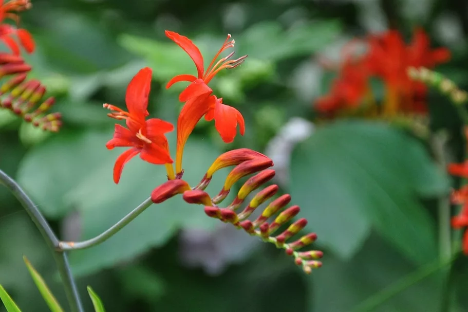 Crocosmia x crocosmiiflora 'Lucifer'