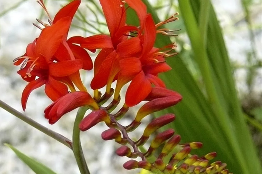 Crocosmia x crocosmiiflora 'Lucifer'