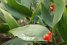 Convallaria majalis 'Fortins Giant' Staude im 9x9 cm Vierecktopf