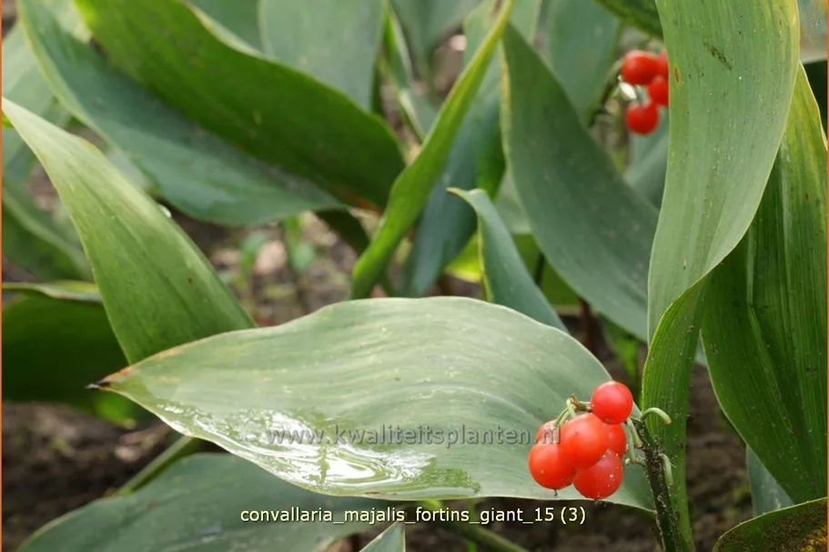 Convallaria majalis 'Fortins Giant' Staude im 9x9 cm Vierecktopf