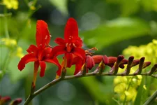 Crocosmia x crocosmiiflora 'Lucifer'