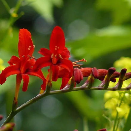 Crocosmia x crocosmiiflora 'Lucifer'