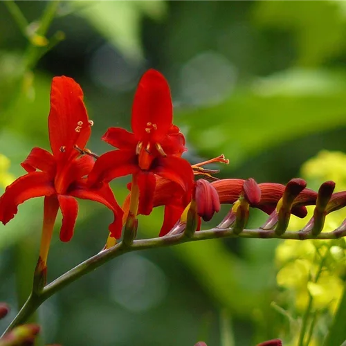 Crocosmia x crocosmiiflora 'Lucifer'