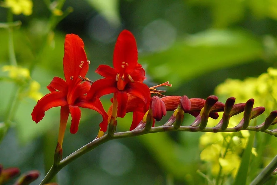 Crocosmia x crocosmiiflora 'Lucifer'