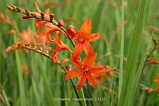 Crocosmia masoniorum