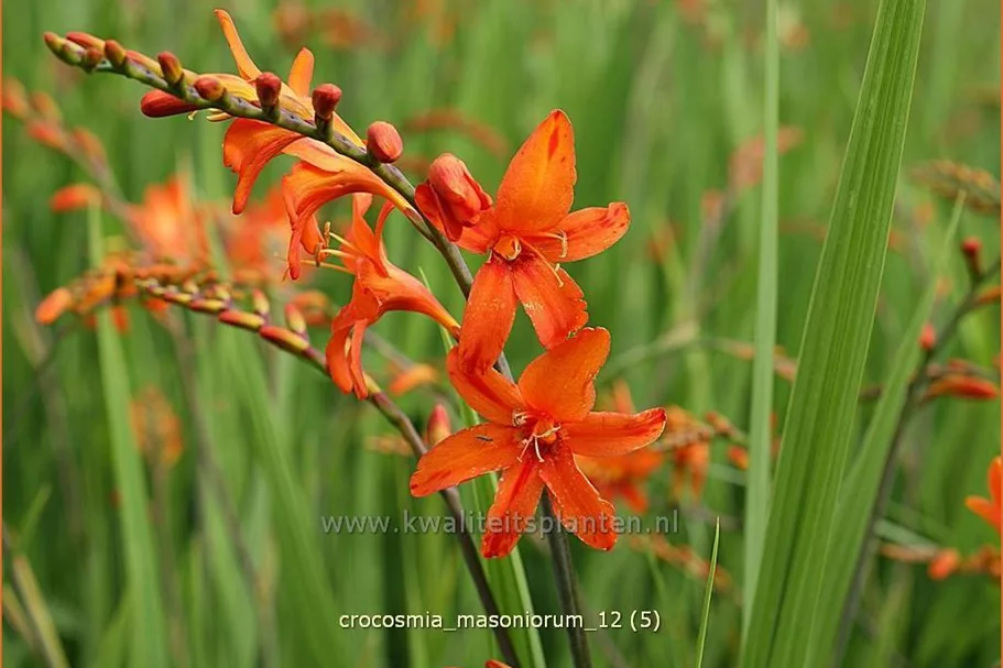 Crocosmia masoniorum