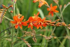Crocosmia masoniorum
