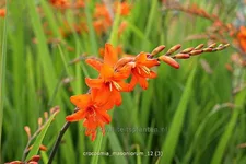 Crocosmia masoniorum