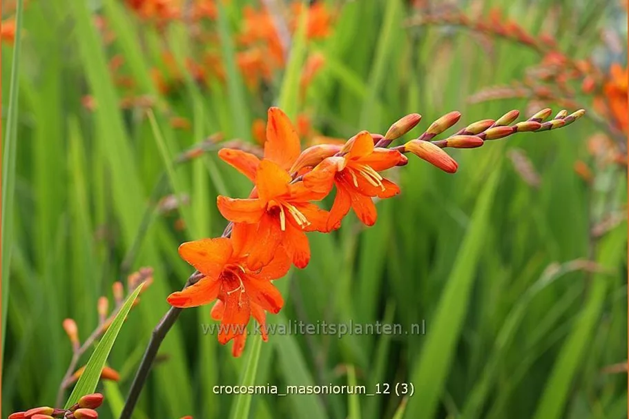 Crocosmia masoniorum