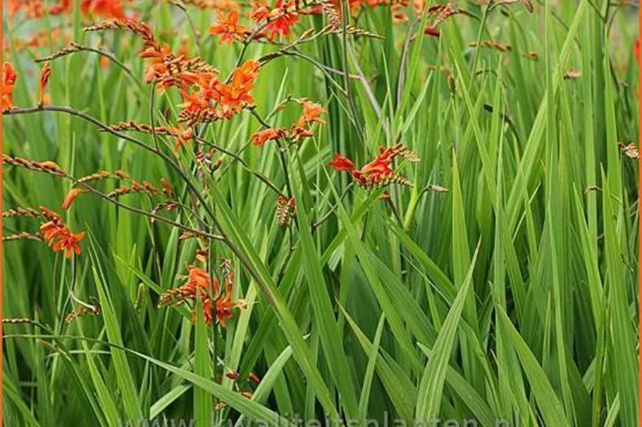 Crocosmia masoniorum