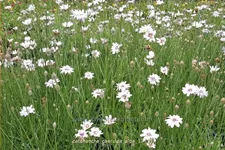 Catananche caerulea 'Alba'