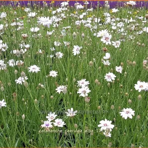 Catananche caerulea 'Alba'