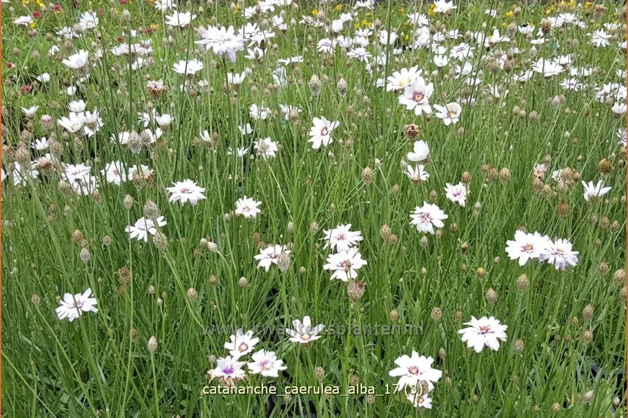 Catananche caerulea 'Alba'