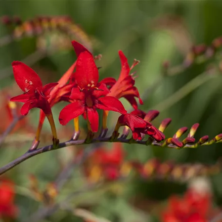 Crocosmia masoniorum