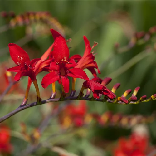 Crocosmia masoniorum