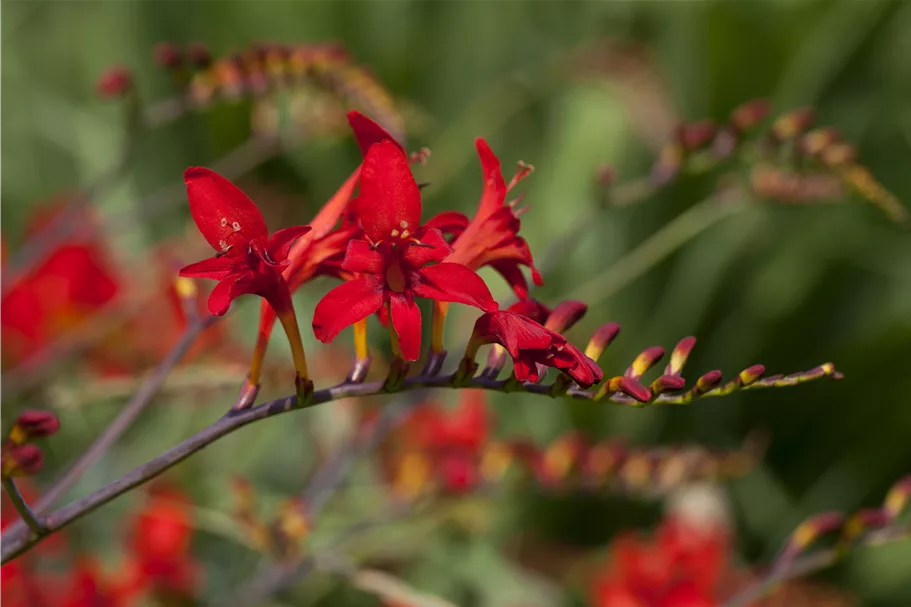 Crocosmia masoniorum