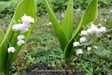 Convallaria majalis 'Hardwick Hall'