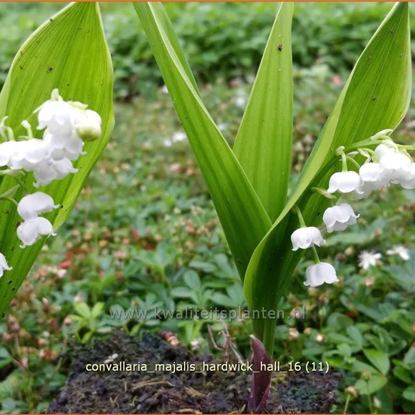 Convallaria majalis 'Hardwick Hall'