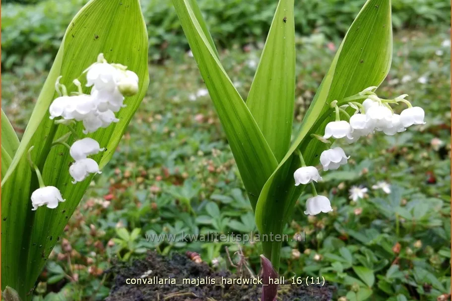 Convallaria majalis 'Hardwick Hall'
