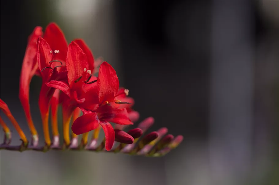 Crocosmia masoniorum