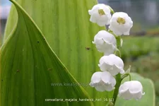 Convallaria majalis 'Hardwick Hall'