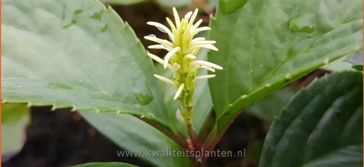 Chloranthus japonicus