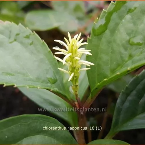 Chloranthus japonicus